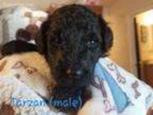 Mutt Puppy for sale in Newberg, OR, USA