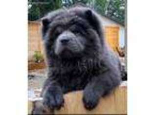 Chow Chow Puppy for sale in Portland, OR, USA