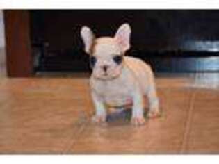 French Bulldog Puppy for sale in Clinton, SC, USA