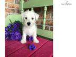 West Highland White Terrier Puppy for sale in Topeka, KS, USA