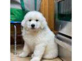 Great Pyrenees Puppy for sale in Cedar City, UT, USA