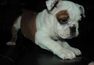 Bulldog Puppy for sale in Wylie, TX, USA