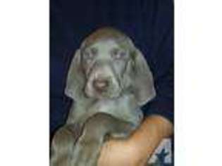 Weimaraner Puppy for sale in COOKSTOWN, NJ, USA