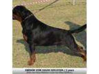Rottweiler Puppy for sale in Johnson City, TN, USA