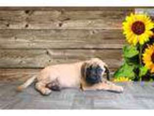 Mastiff Puppy for sale in Saint George, UT, USA