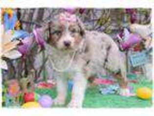 Mutt Puppy for sale in New Florence, MO, USA
