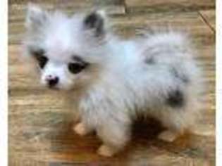 Pomeranian Puppy for sale in Apex, NC, USA