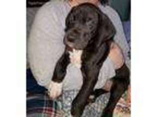 Great Dane Puppy for sale in Elmwood, IL, USA