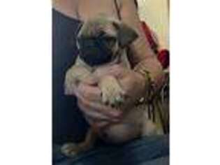 Pug Puppy for sale in Lehigh Acres, FL, USA