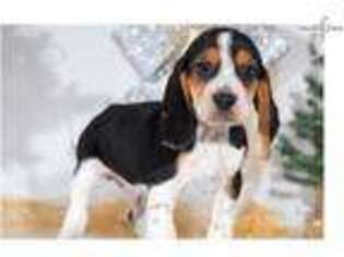 Beagle Puppy for sale in Baltimore, MD, USA