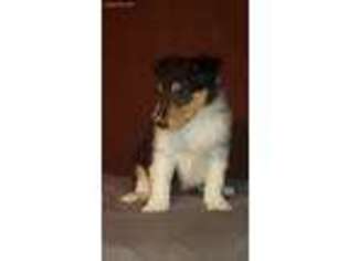 Collie Puppy for sale in Warsaw, MO, USA
