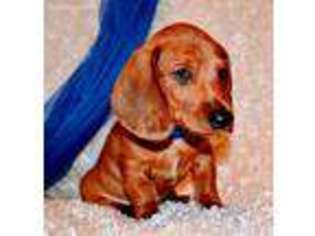 Dachshund Puppy for sale in Maple Lake, MN, USA