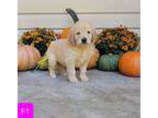 Golden Retriever Puppy for sale in Burlington, NC, USA