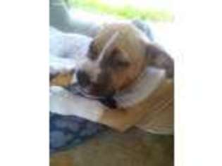 American Staffordshire Terrier Puppy for sale in Bushnell, FL, USA