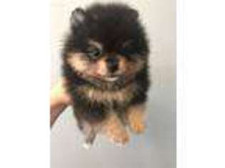 Pomeranian Puppy for sale in Kingsland, GA, USA