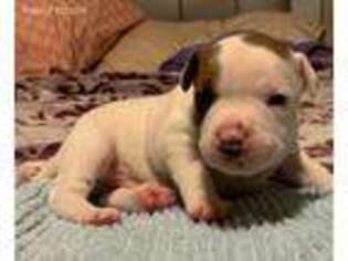 Staffordshire Bull Terrier Puppy for sale in Hillsboro, OR, USA