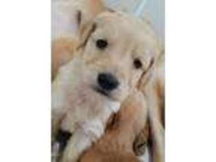 Golden Retriever Puppy for sale in Rock Rapids, IA, USA