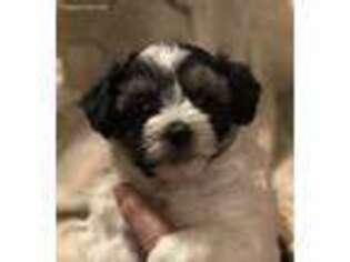 Havanese Puppy for sale in Benton Harbor, MI, USA