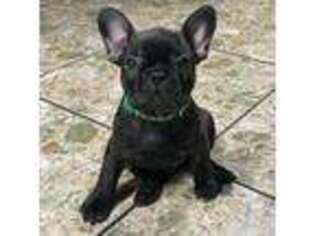 French Bulldog Puppy for sale in Paramount, CA, USA