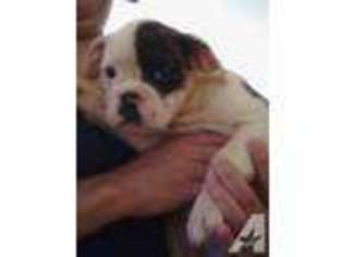 Bulldog Puppy for sale in LOS BANOS, CA, USA