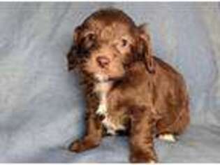 Labradoodle Puppy for sale in Syracuse, IN, USA