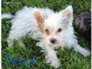 Yorkshire Terrier Puppy for sale in Bucyrus, OH, USA