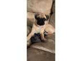Pug Puppy for sale in Carthage, NC, USA
