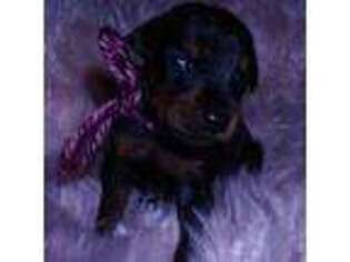Doberman Pinscher Puppy for sale in Anderson, SC, USA