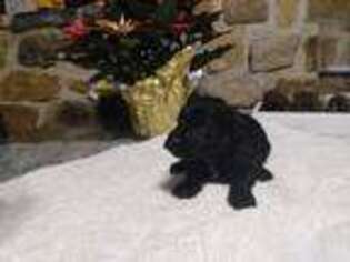 Schnoodle (Standard) Puppy for sale in Honey Brook, PA, USA