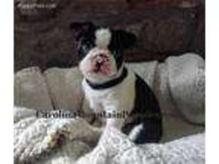 Boston Terrier Puppy for sale in Tryon, NC, USA