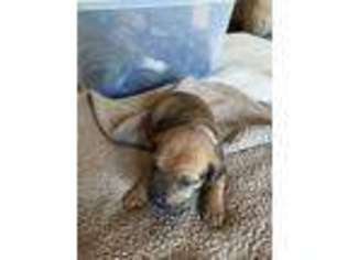 Boerboel Puppy for sale in Cerro Gordo, IL, USA