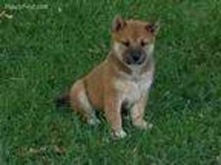 Shiba Inu Puppy for sale in White City, OR, USA