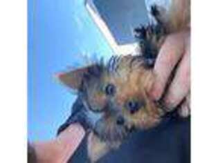 Yorkshire Terrier Puppy for sale in Islip, NY, USA