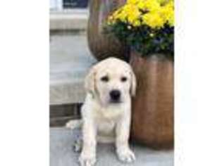 Labrador Retriever Puppy for sale in Winamac, IN, USA