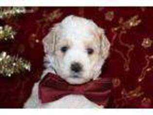 Goldendoodle Puppy for sale in Etna Green, IN, USA