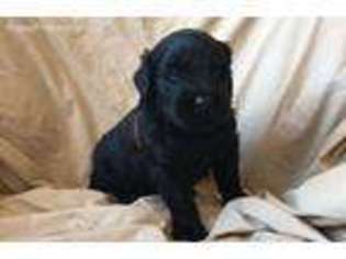 Black Russian Terrier Puppy for sale in Duncannon, PA, USA