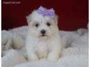 Maltese Puppy for sale in Berlin, OH, USA