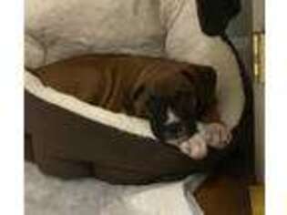 Boxer Puppy for sale in Somerville, MA, USA