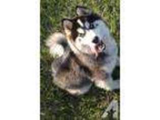 Siberian Husky Puppy for sale in LUCASVILLE, OH, USA