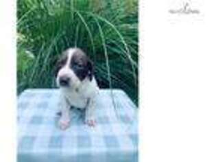 German Shorthaired Pointer Puppy for sale in Cleveland, OH, USA