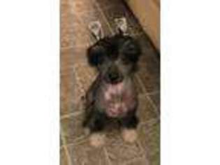 Chinese Crested Puppy for sale in Springfield, IL, USA