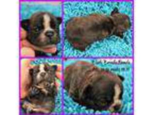 French Bulldog Puppy for sale in Nelson, MO, USA
