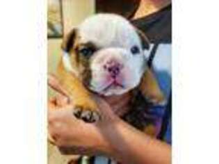 Bulldog Puppy for sale in Citra, FL, USA