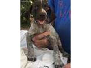 German Shorthaired Pointer Puppy for sale in Chauncey, GA, USA