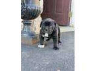 Bulldog Puppy for sale in Gap, PA, USA