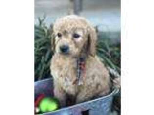 Labradoodle Puppy for sale in Wallingford, KY, USA