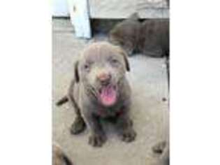 Labrador Retriever Puppy for sale in Berryton, KS, USA