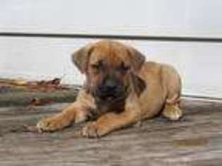 Boerboel Puppy for sale in Woodbury, PA, USA
