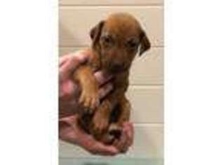 Rhodesian Ridgeback Puppy for sale in Lawrence, KS, USA