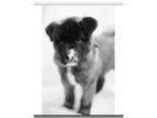 Akita Puppy for sale in WICHITA, KS, USA